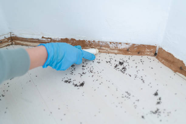 Best Ant Control Services  in Yuba City, CA