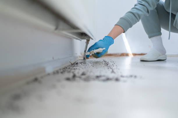 Best Termite Control Services  in Yuba City, CA